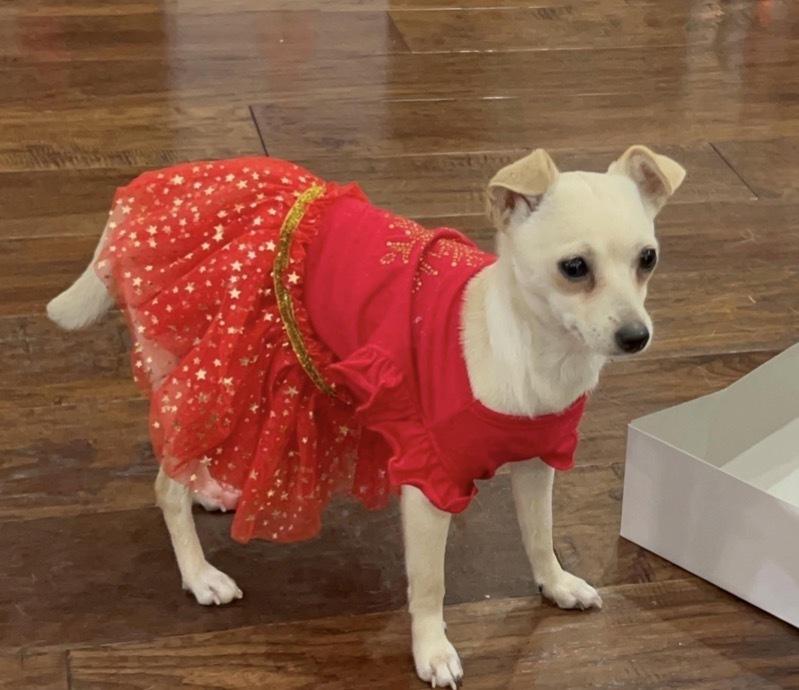 Enlarge French Fry, a Adoptable mixed breed in Saugus, MA image 3/4