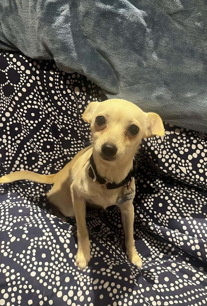 Enlarge French Fry, a Adoptable mixed breed in Saugus, MA image 4/4