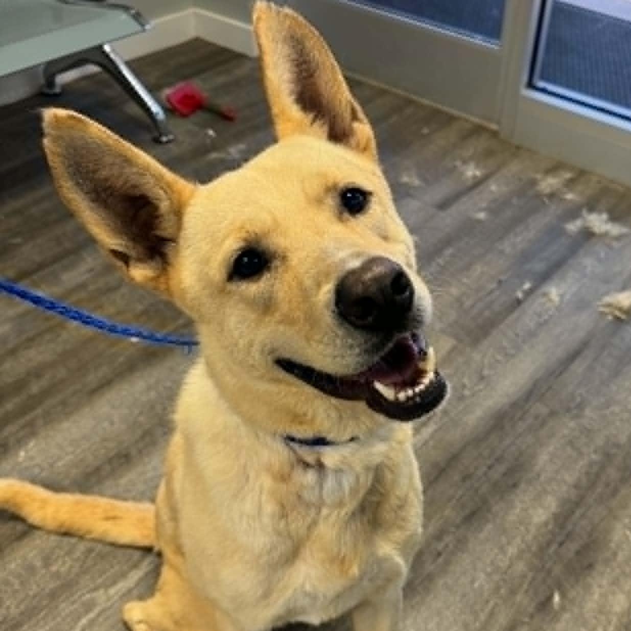 Fabulous Fritz, an adoptable mixed breed in Reston, VA image 3/6