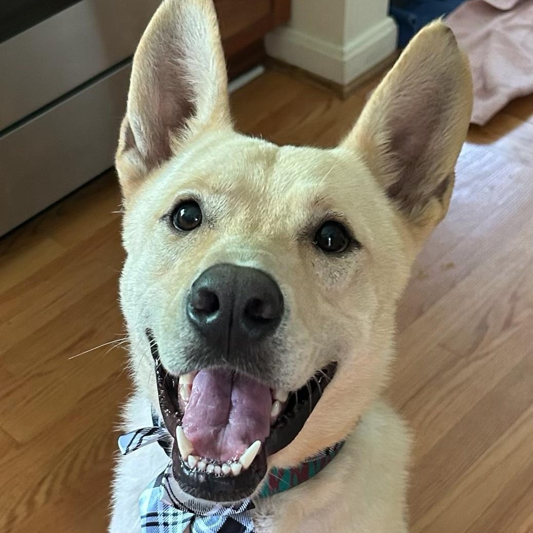 Fabulous Fritz, an adoptable mixed breed in Reston, VA image 2/6