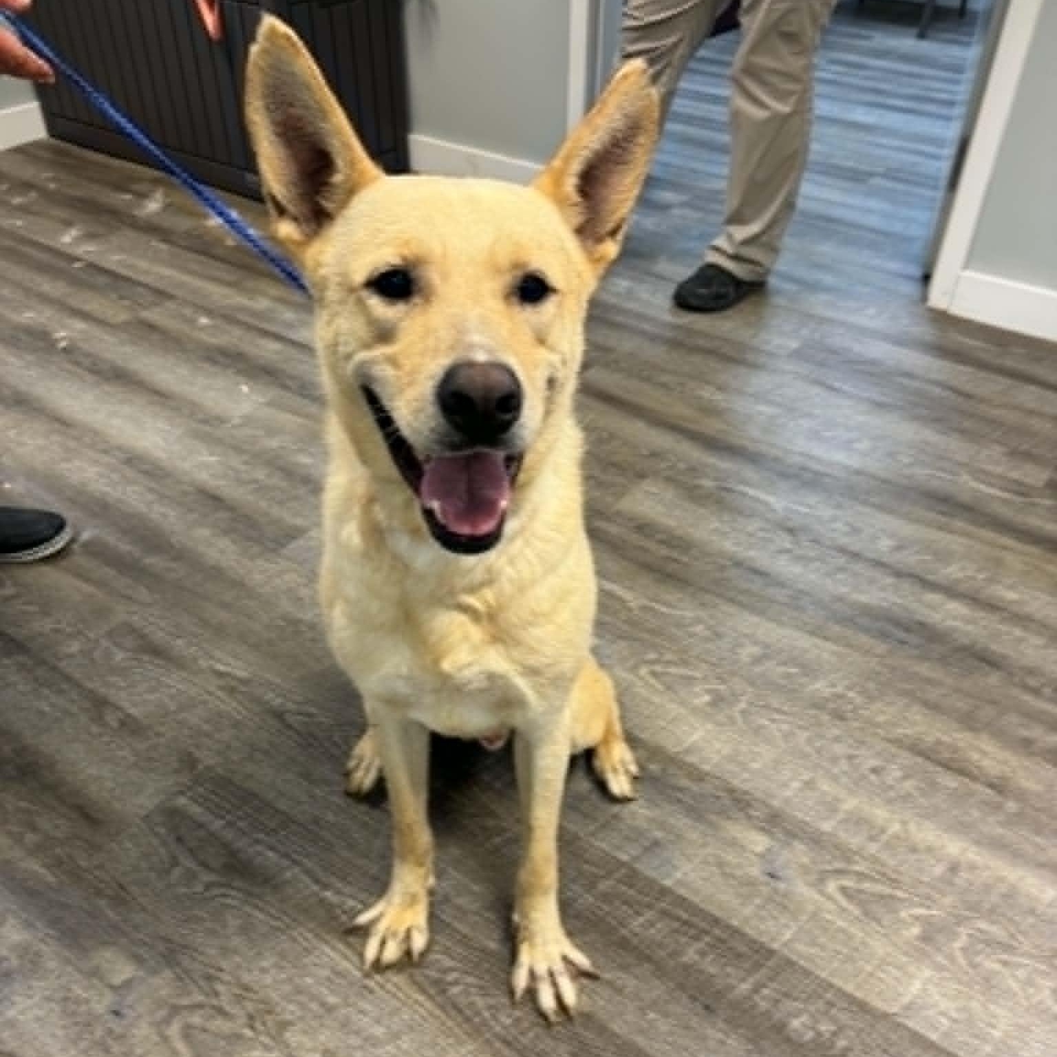 Fabulous Fritz, an adoptable mixed breed in Reston, VA image 4/6
