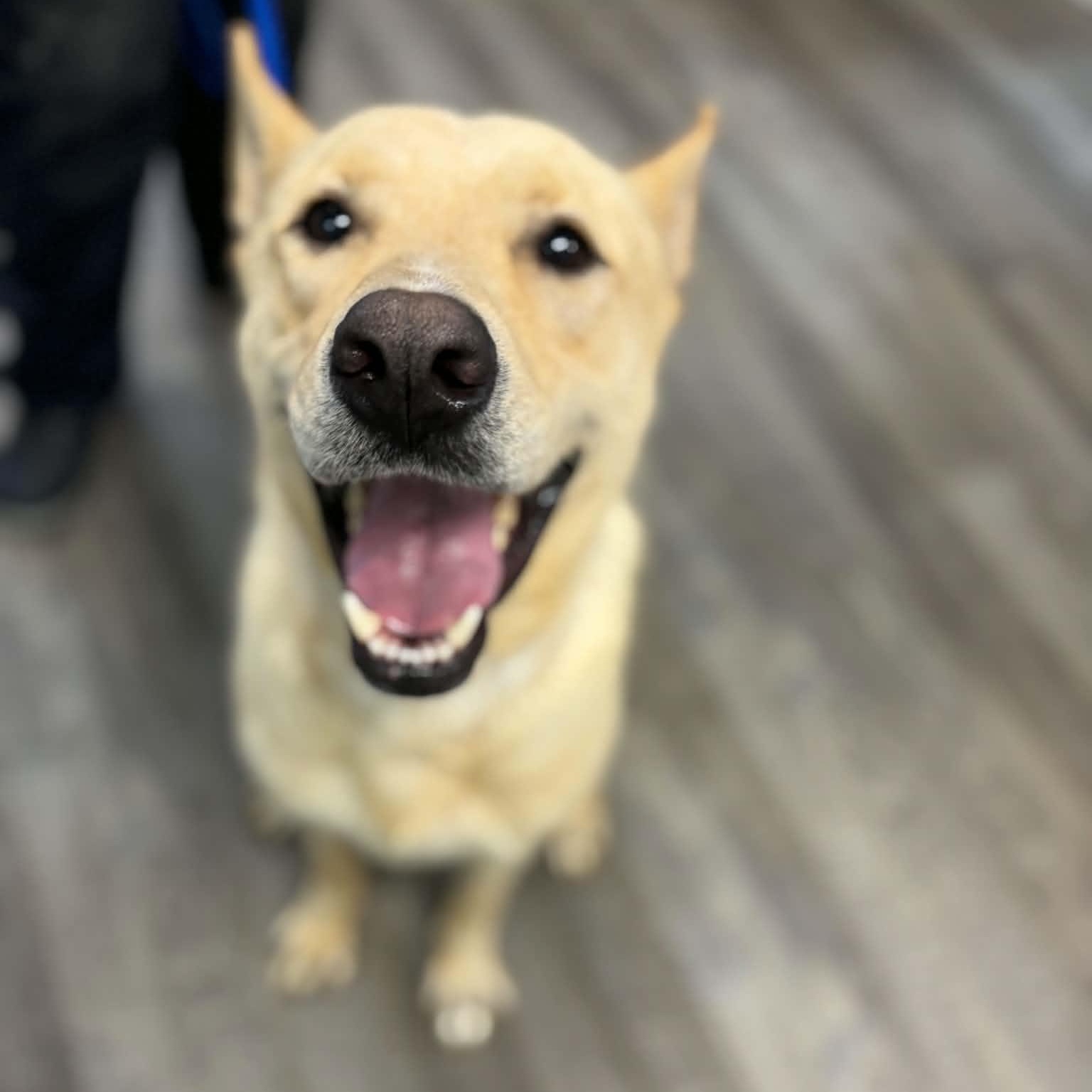 Fabulous Fritz, an adoptable mixed breed in Reston, VA image 1/6
