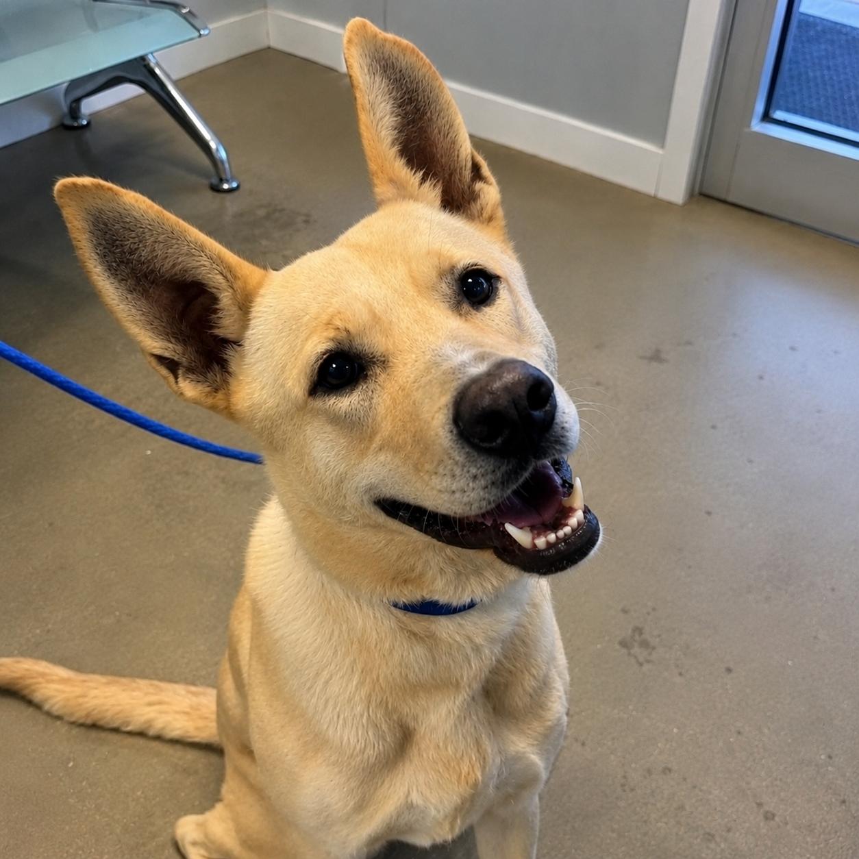 Fabulous Fritz, an adoptable mixed breed in Reston, VA image 4/6
