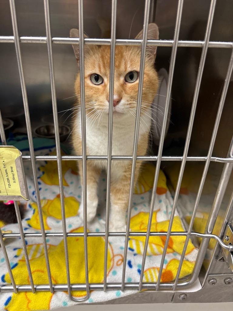 Enlarge Churchill, a Adoptable mixed breed in Findlay, OH image 1/3