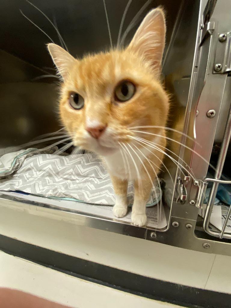 Enlarge Churchill, a Adoptable mixed breed in Findlay, OH image 2/3