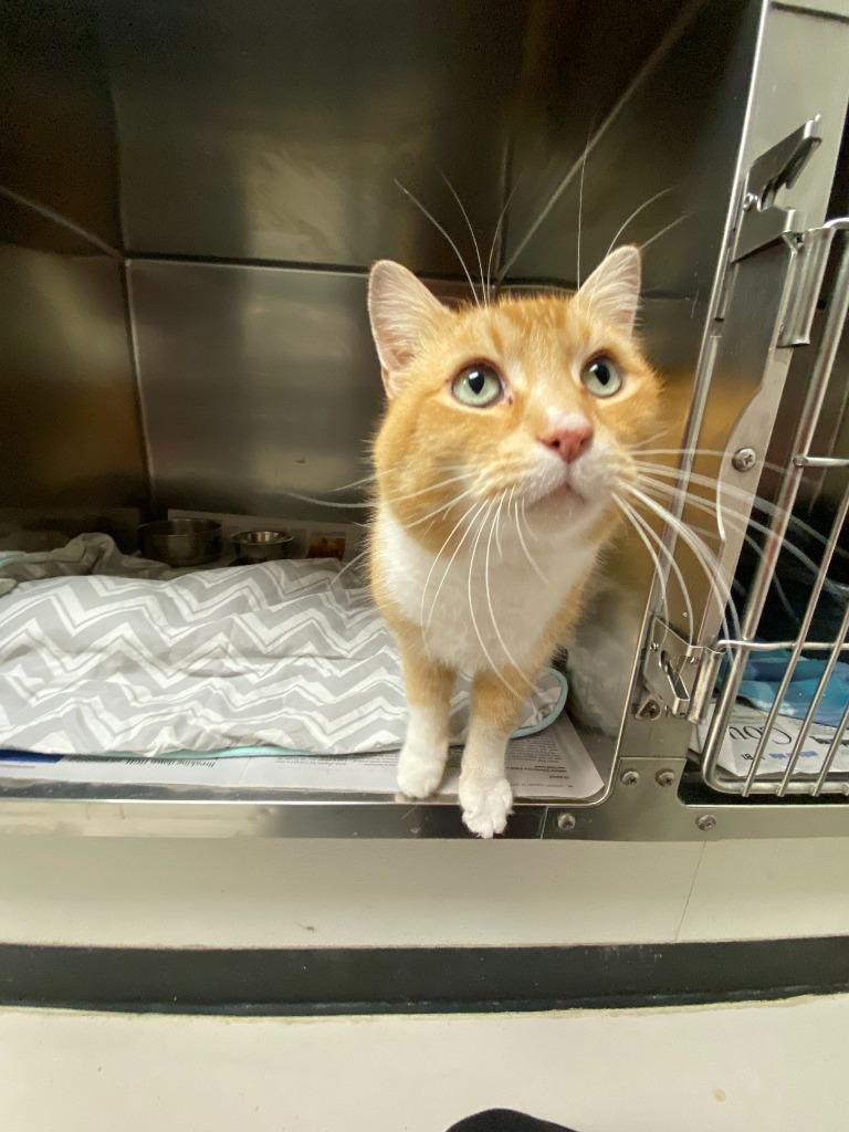 Enlarge Churchill, a Adoptable mixed breed in Findlay, OH image 3/3