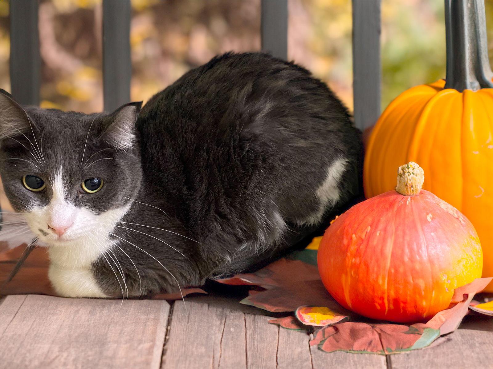 Belle, Adoptable, Adult Female Domestic Short Hair.