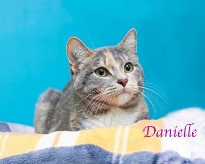 Danielle, Adoptable, Adult Female Domestic Short Hair & Domestic Short Hair.