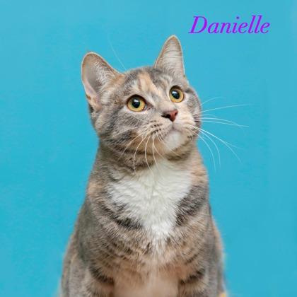 Enlarge Danielle, a Adoptable mixed breed in Parma, OH image 2/2
