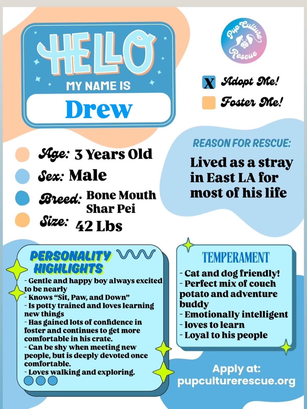 Enlarge Drew, a Adoptable Shar-Pei in Pasadena, CA image 2/6