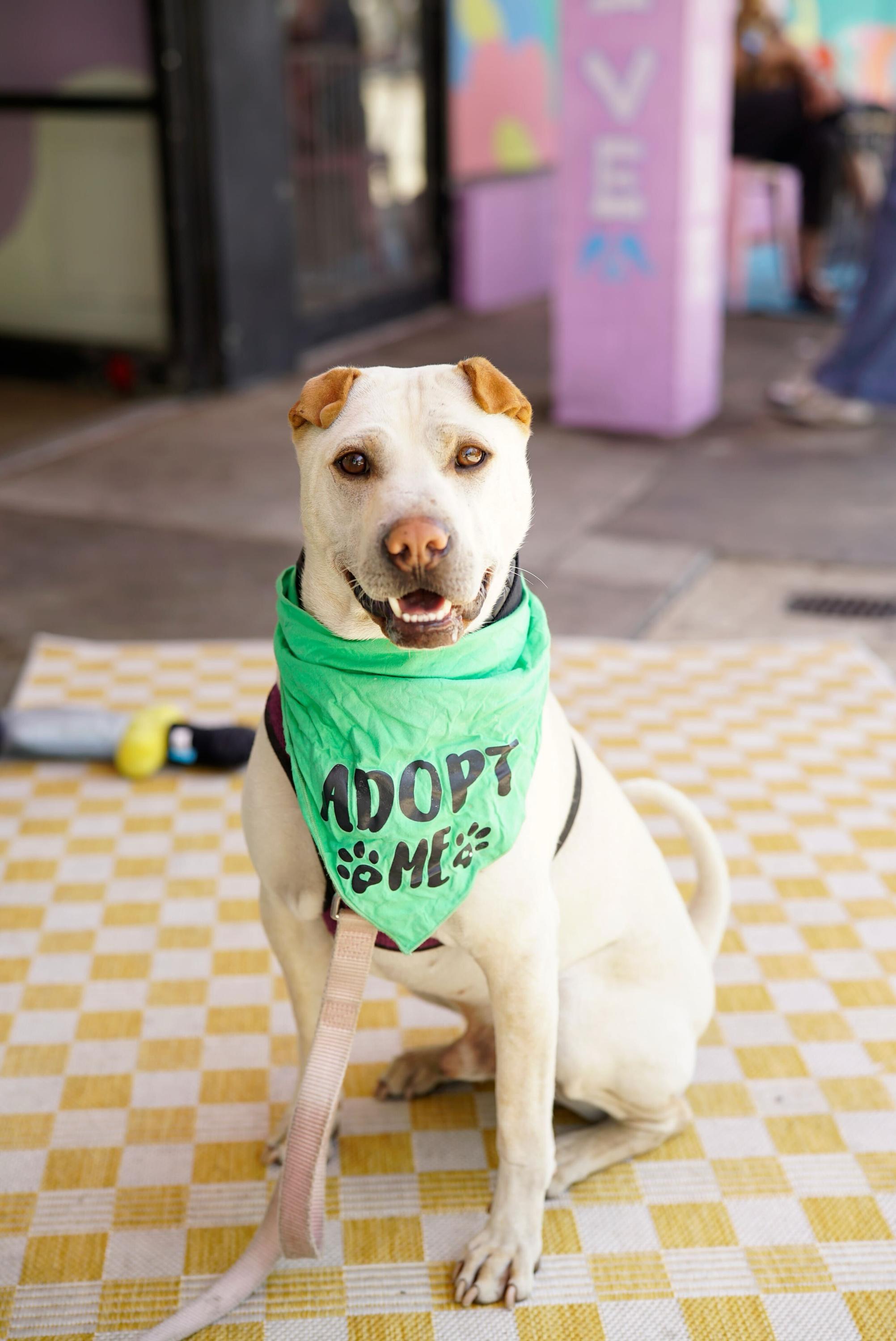 Enlarge Drew, a Adoptable Shar-Pei in Pasadena, CA image 4/6