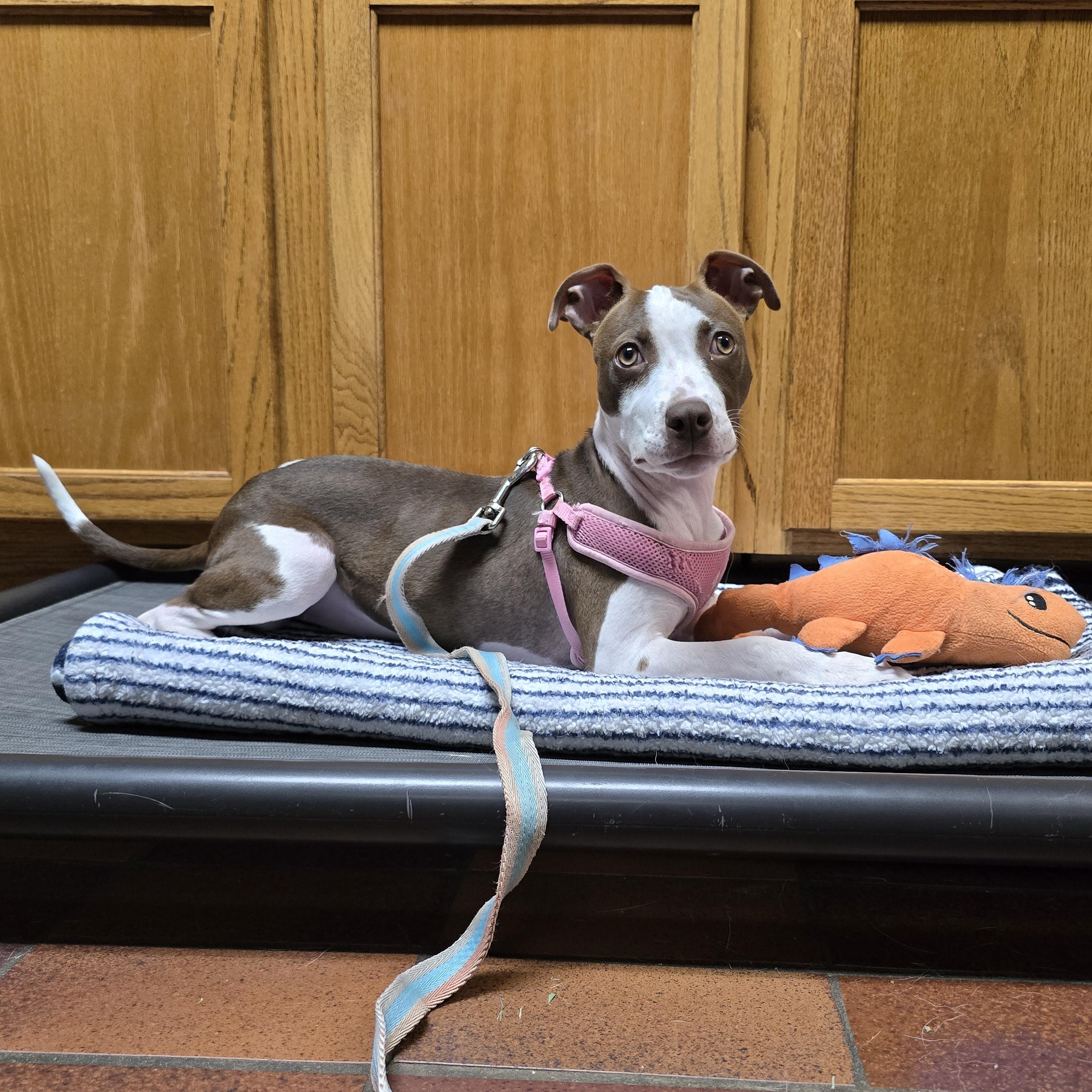 Moxie, a ADOPTABLE mixed breed in Des Moines, IA image 3/3