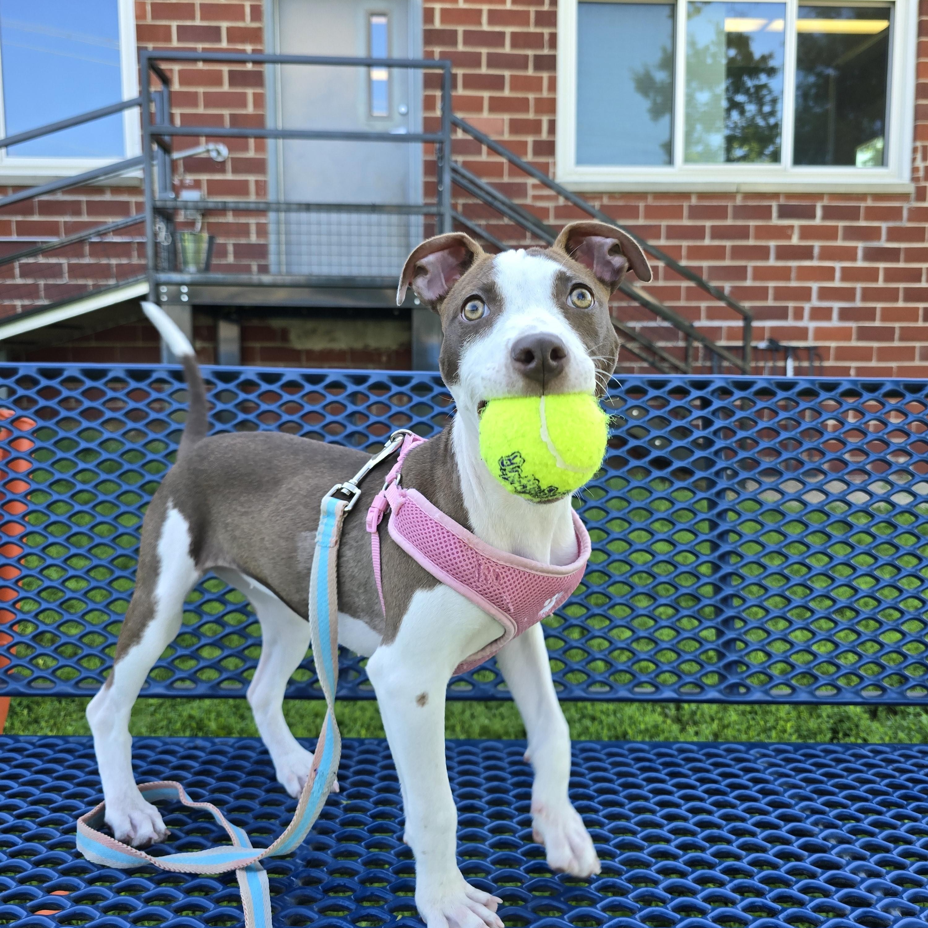 Moxie, a ADOPTABLE mixed breed in Des Moines, IA image 2/3