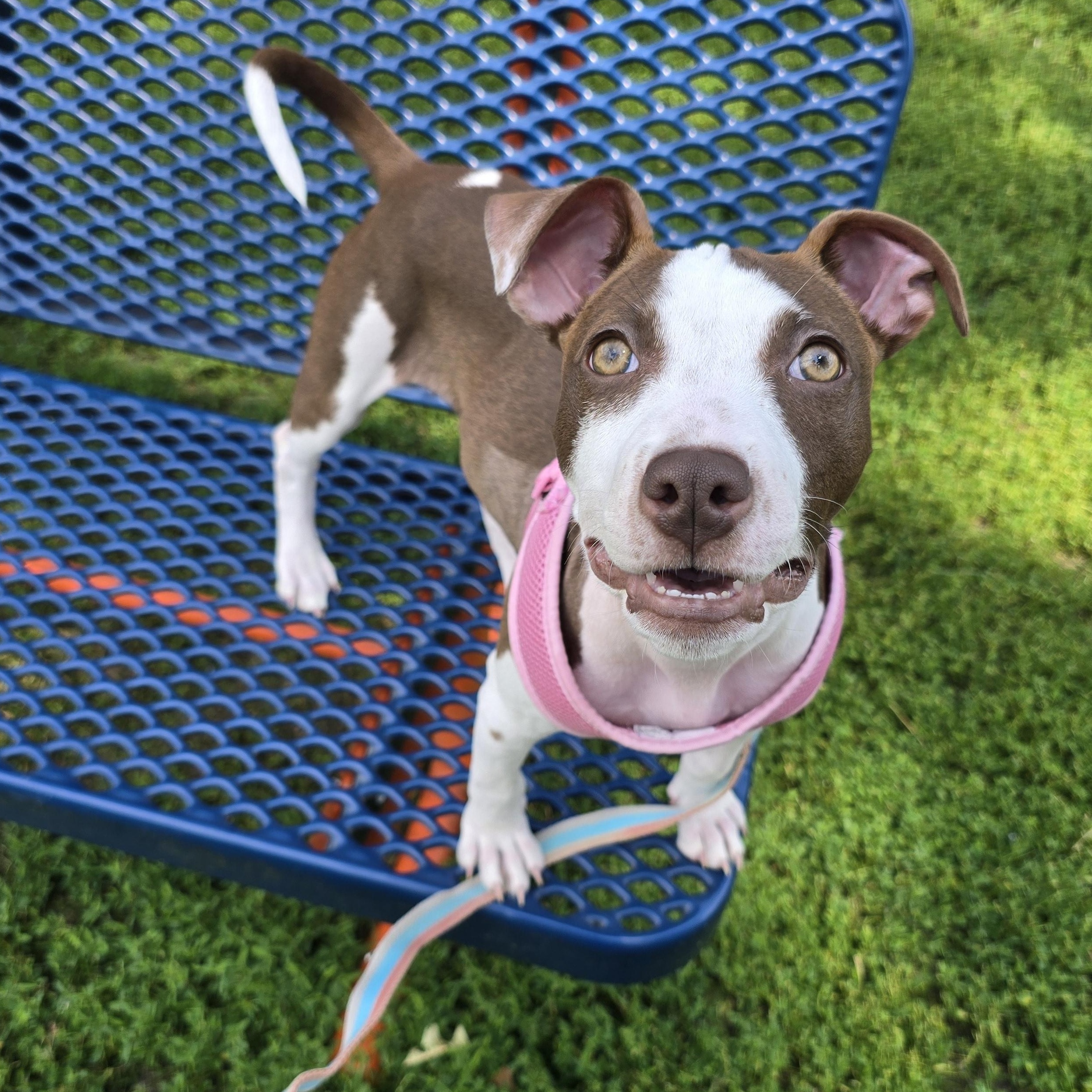 Moxie, a ADOPTABLE mixed breed in Des Moines, IA image 1/3
