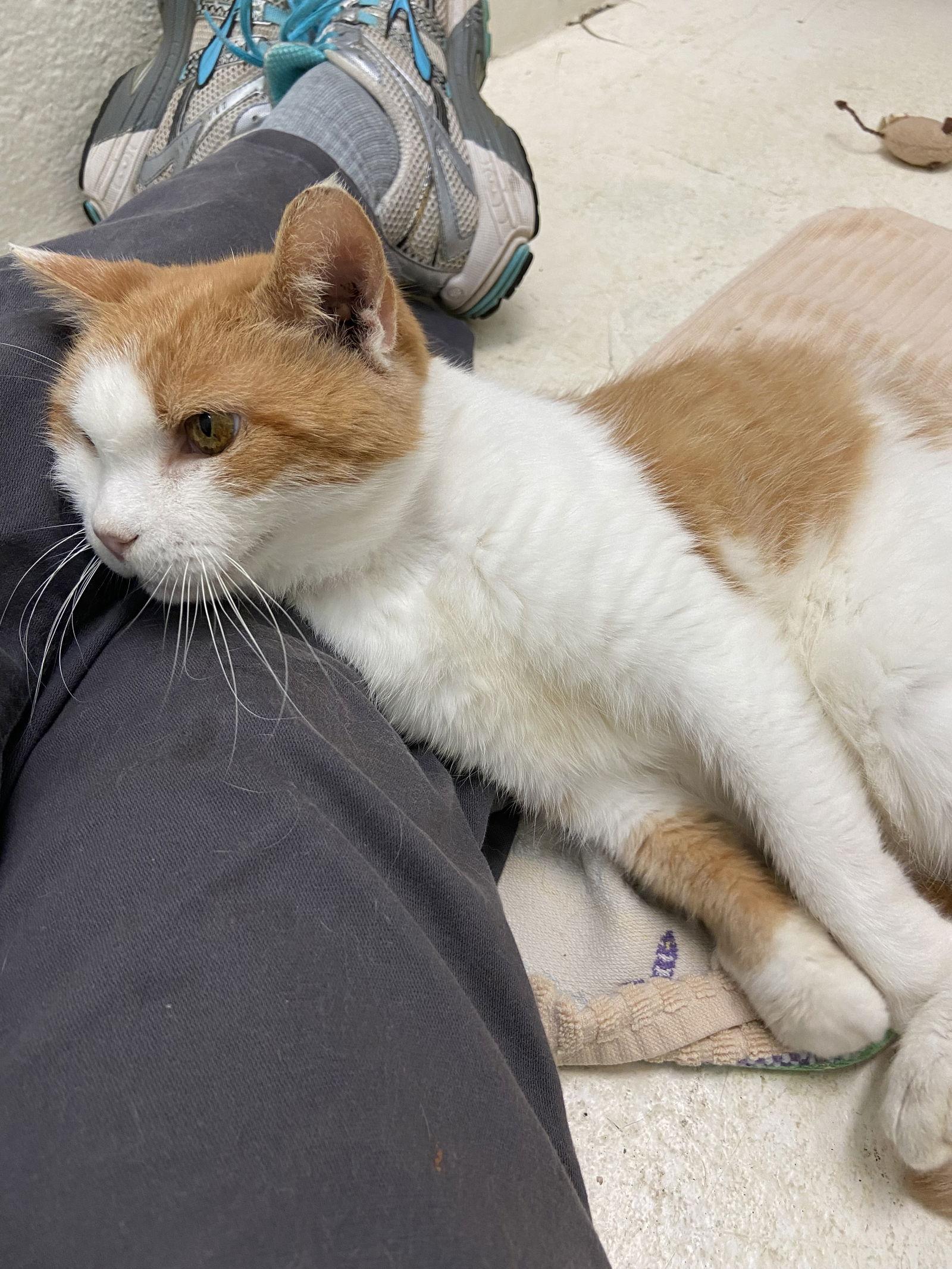 Enlarge Cora: Not at shelter (Cindy), a Adoptable Domestic Short Hair in Rustburg, VA image 1/3