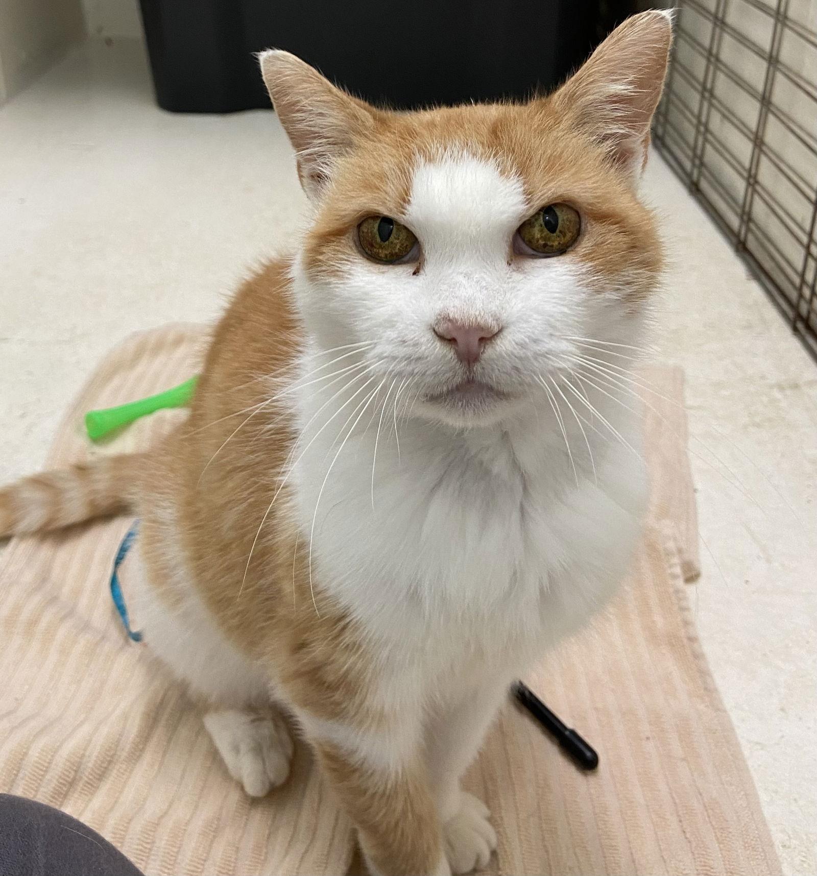 Enlarge Cora: Not at shelter (Cindy), a Adoptable Domestic Short Hair in Rustburg, VA image 2/3