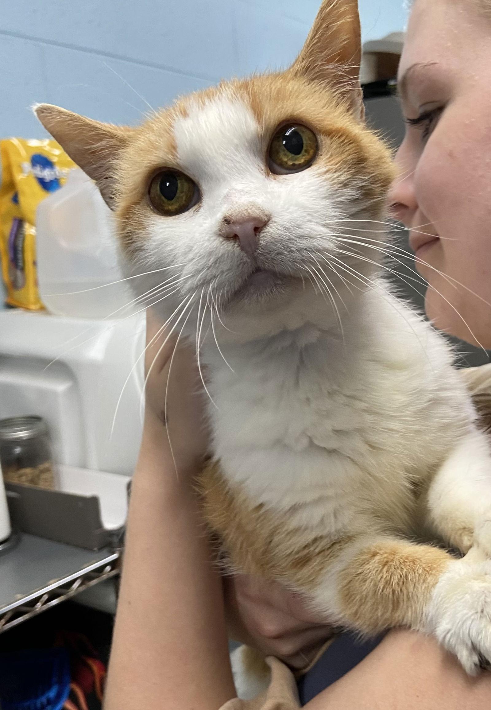 Enlarge Cora: Not at shelter (Cindy), a Adoptable Domestic Short Hair in Rustburg, VA image 3/3