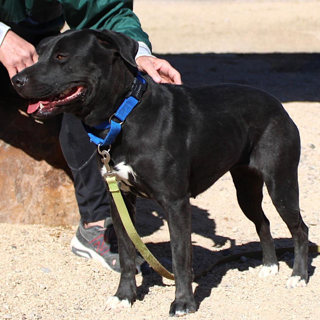 Bonnie, Adoptable, Adult Female Mixed Breed.