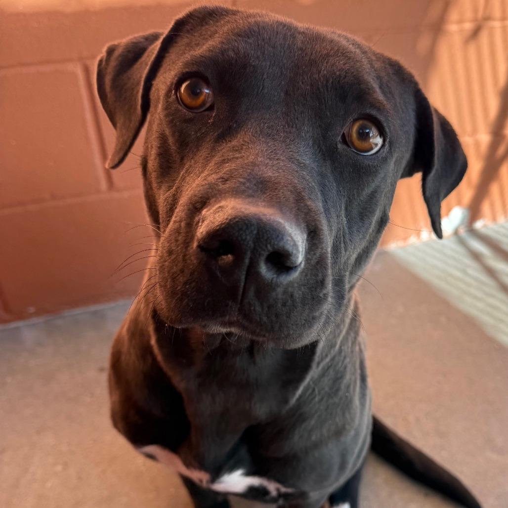 Enlarge Bonnie, a Adoptable Mixed Breed in Las Cruces, NM image 2/6