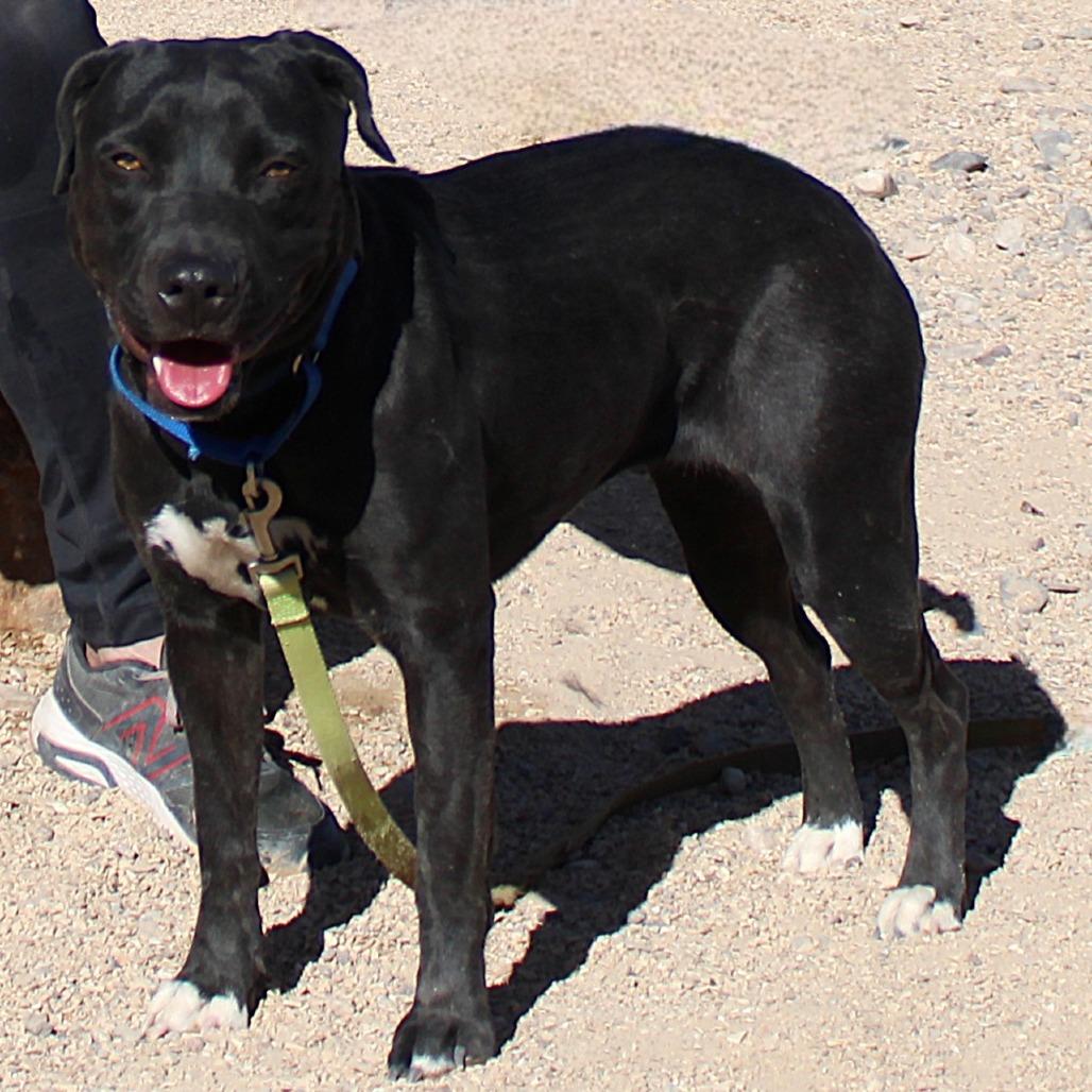 Enlarge Bonnie, a Adoptable Mixed Breed in Las Cruces, NM image 3/6