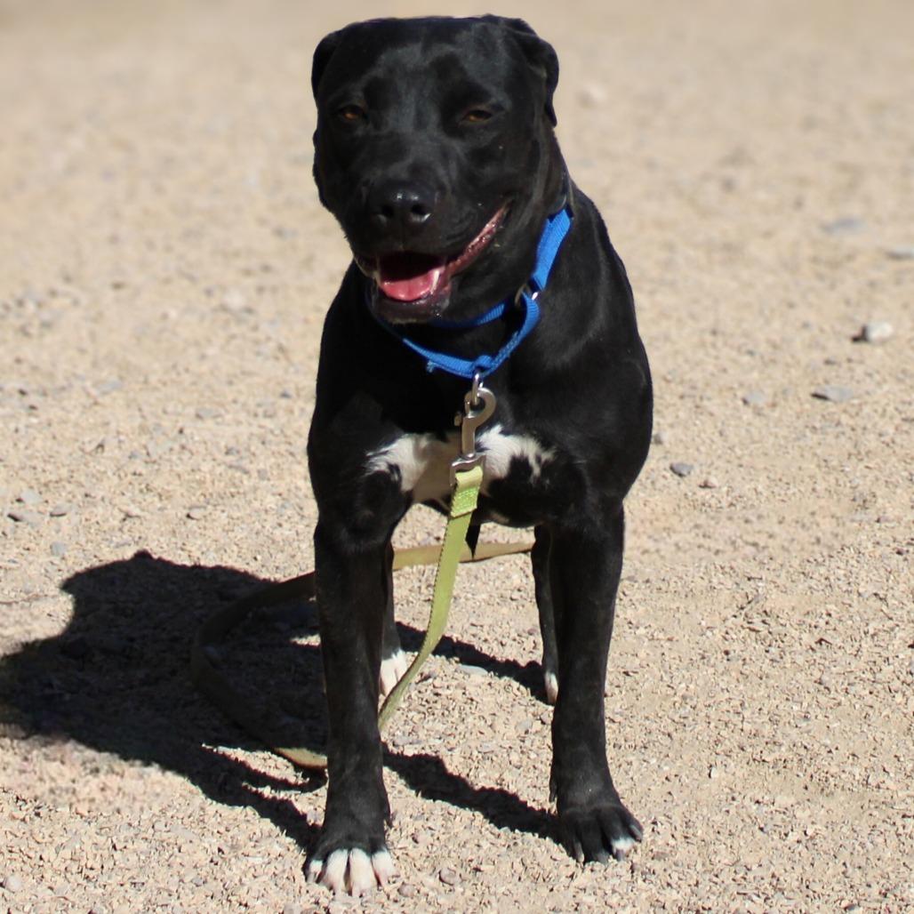 Enlarge Bonnie, a Adoptable Mixed Breed in Las Cruces, NM image 4/6