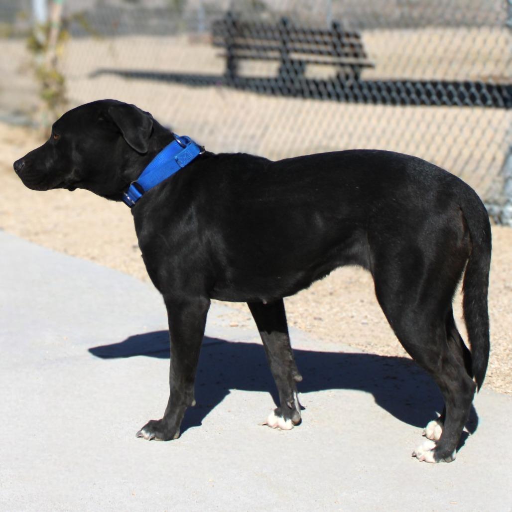 Enlarge Bonnie, a Adoptable Mixed Breed in Las Cruces, NM image 5/6