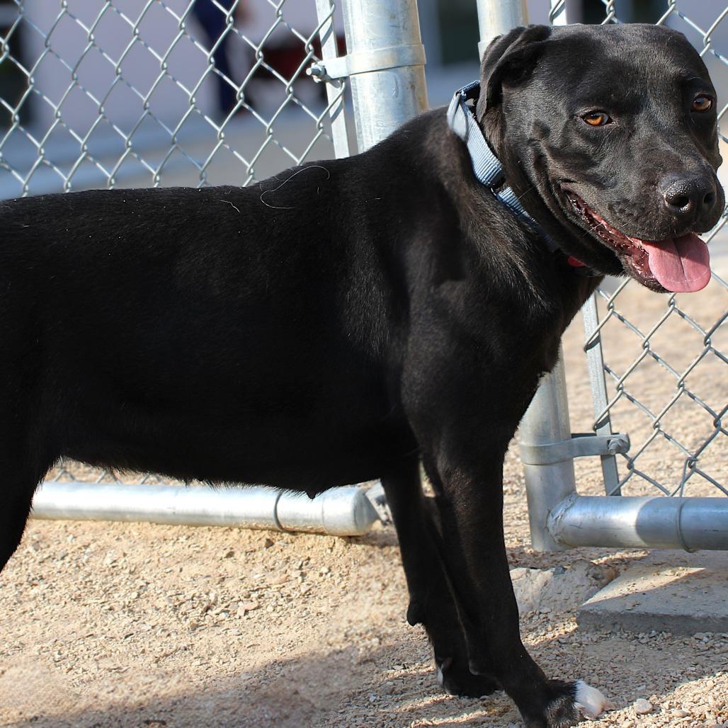 Enlarge Bonnie, a Adoptable Mixed Breed in Las Cruces, NM image 4/5
