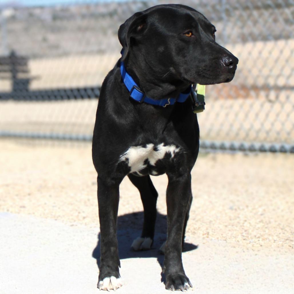 Enlarge Bonnie, a Adoptable Mixed Breed in Las Cruces, NM image 6/6