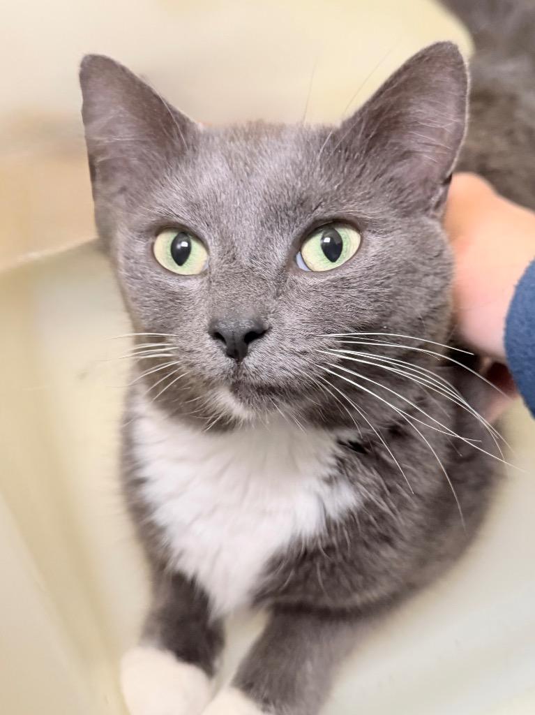 Sasha, Adoptable, Adult Female Domestic Short Hair.
