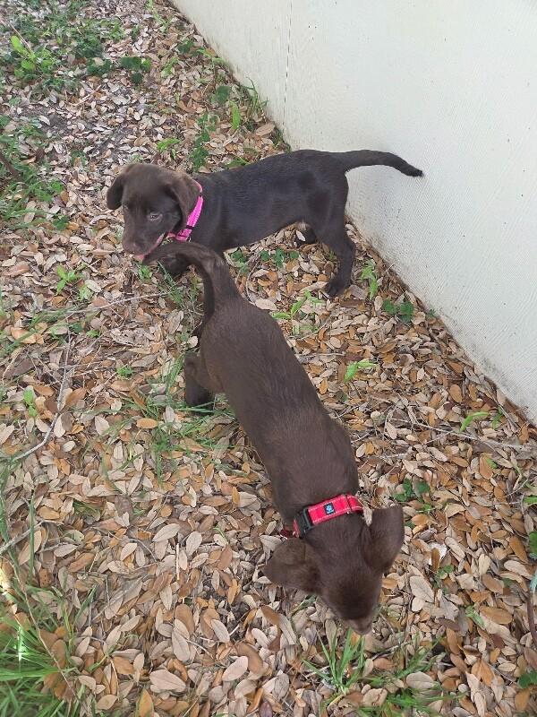 Mocha Coffee — thumbnail 3