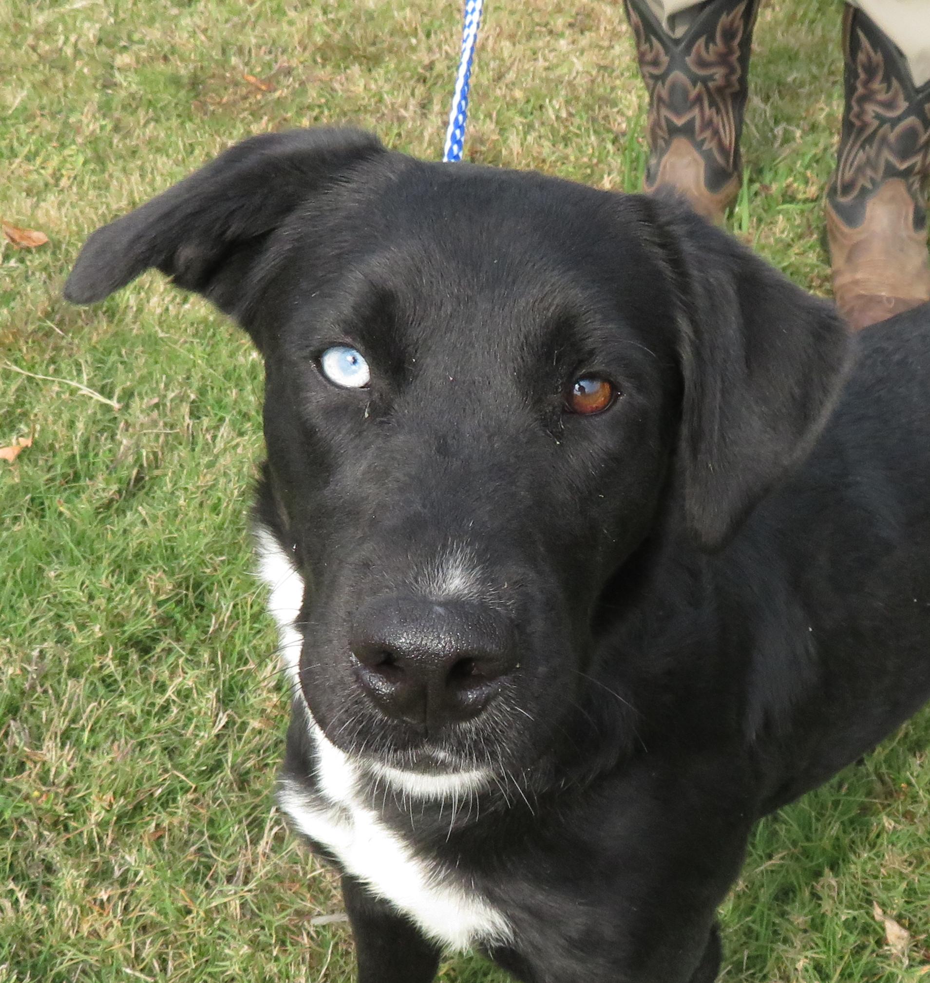 Birdie, Adoptable, Young Female Border Collie.