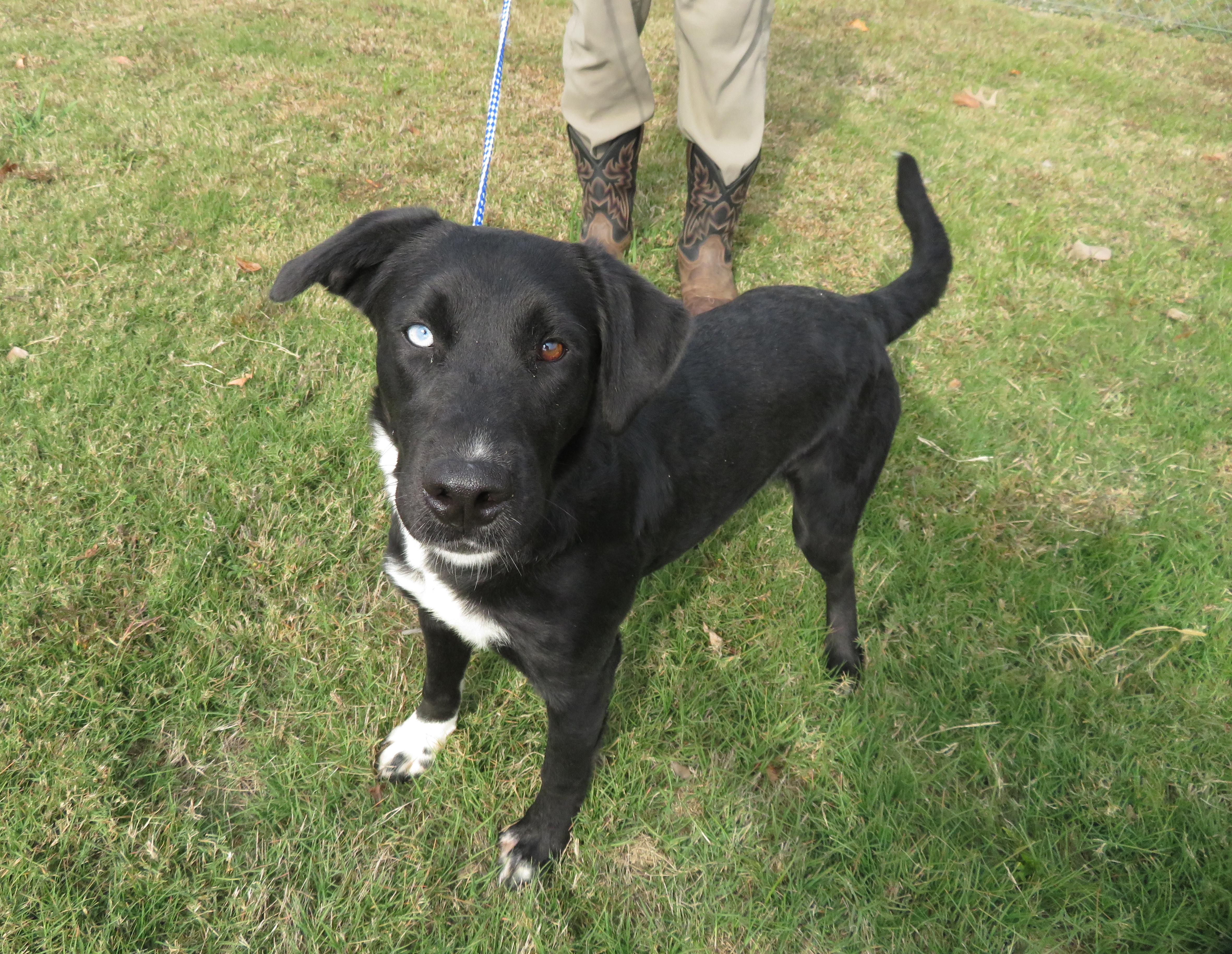 Birdie, a Adoptable mixed breed in Nesbit, MS image 2/6
