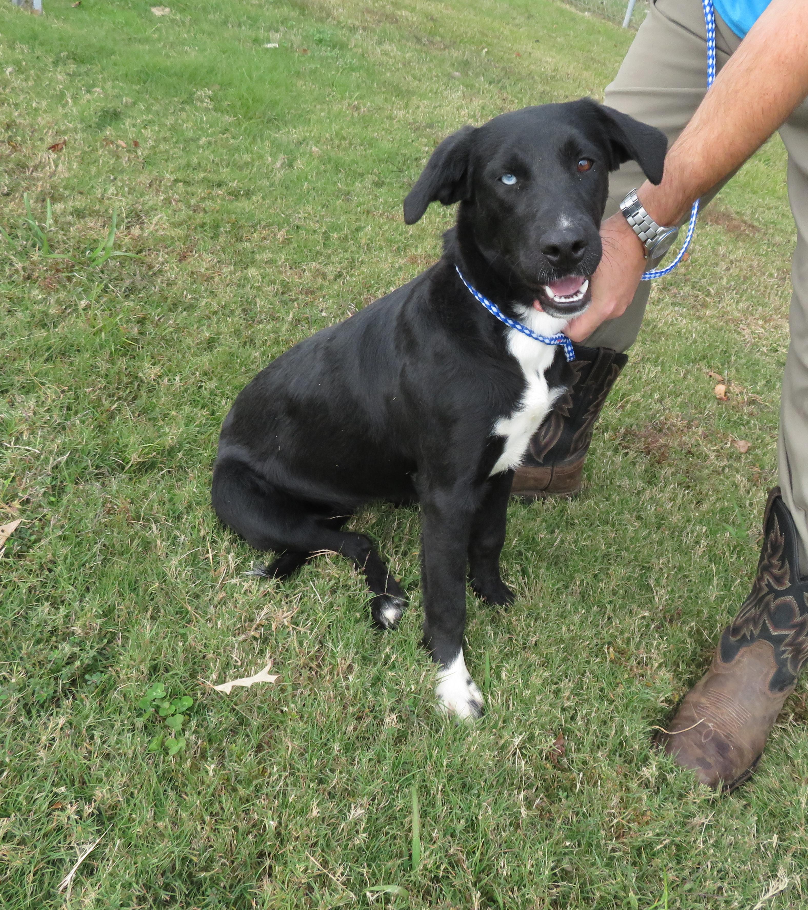 Birdie, a Adoptable mixed breed in Nesbit, MS image 3/6
