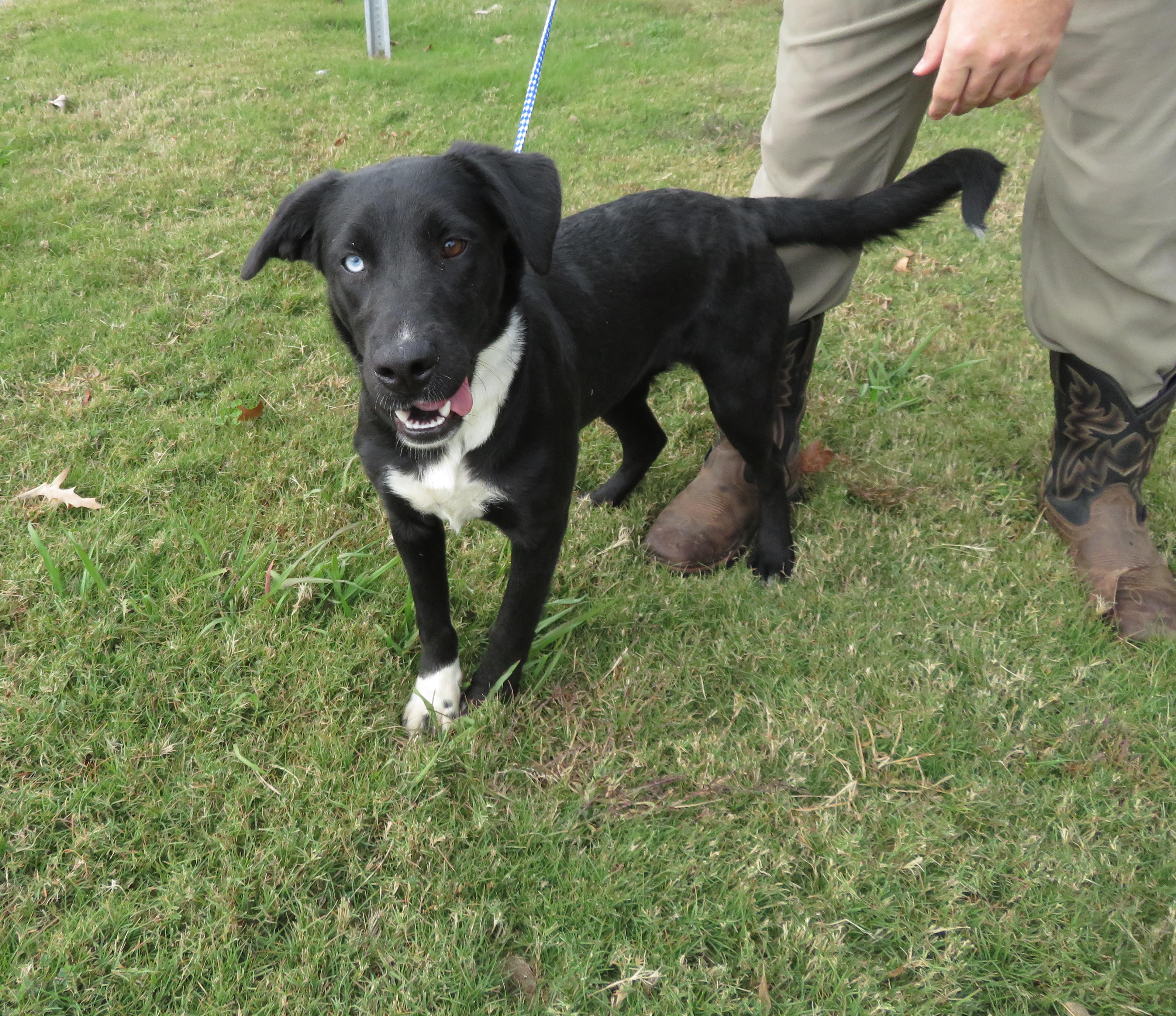 Birdie, a Adoptable mixed breed in Nesbit, MS image 4/6