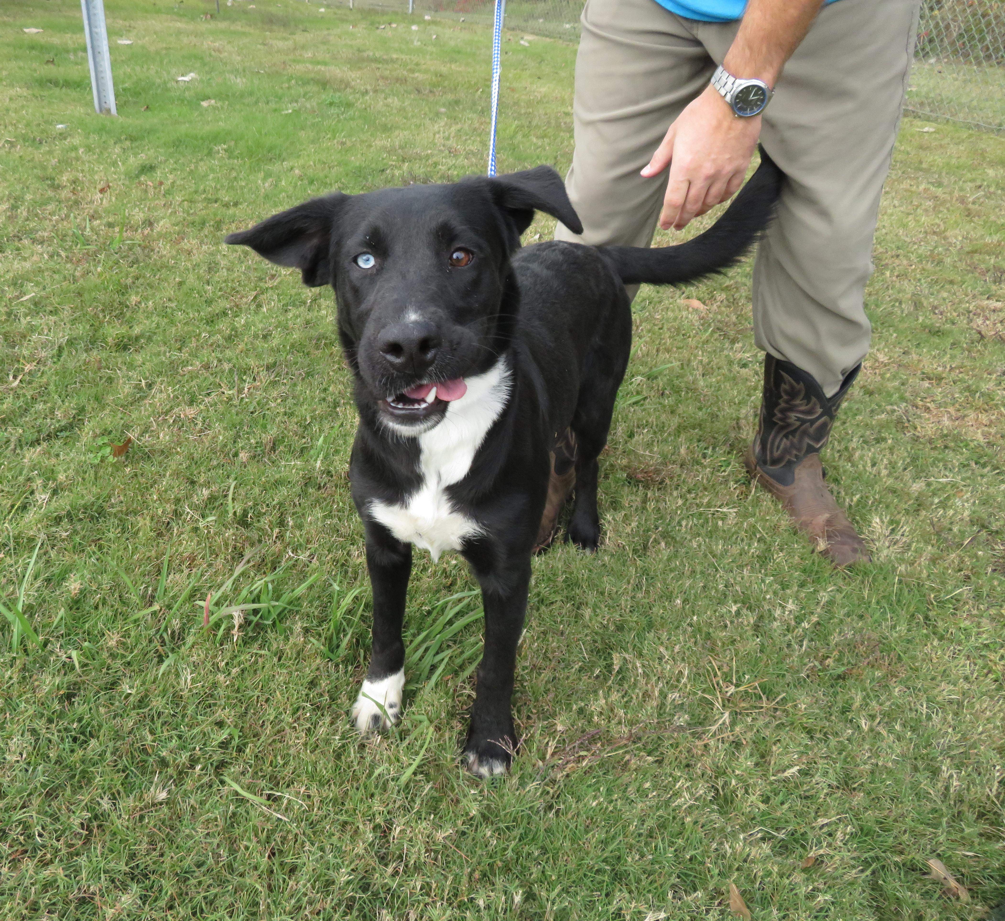 Birdie, a Adoptable mixed breed in Nesbit, MS image 5/6
