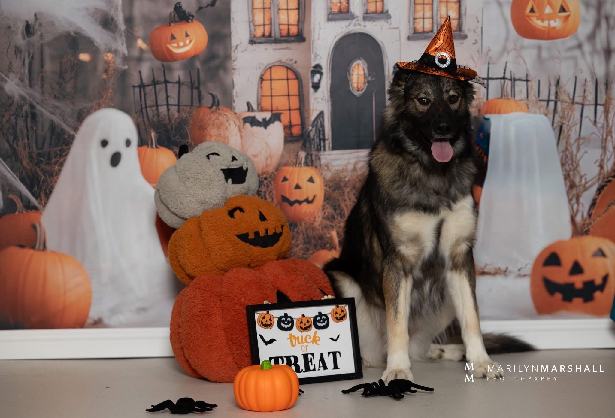 Enlarge Skylar, a Adoptable mixed breed in Hay River, NT image 3/5