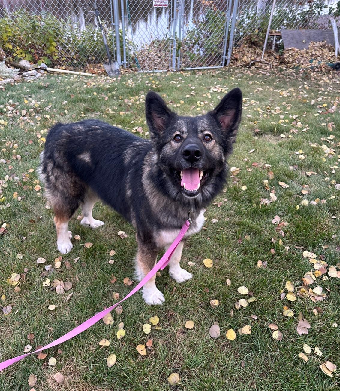 Skylar, Adoptable, Adult Female German Shepherd Dog & Icelandic Sheepdog.