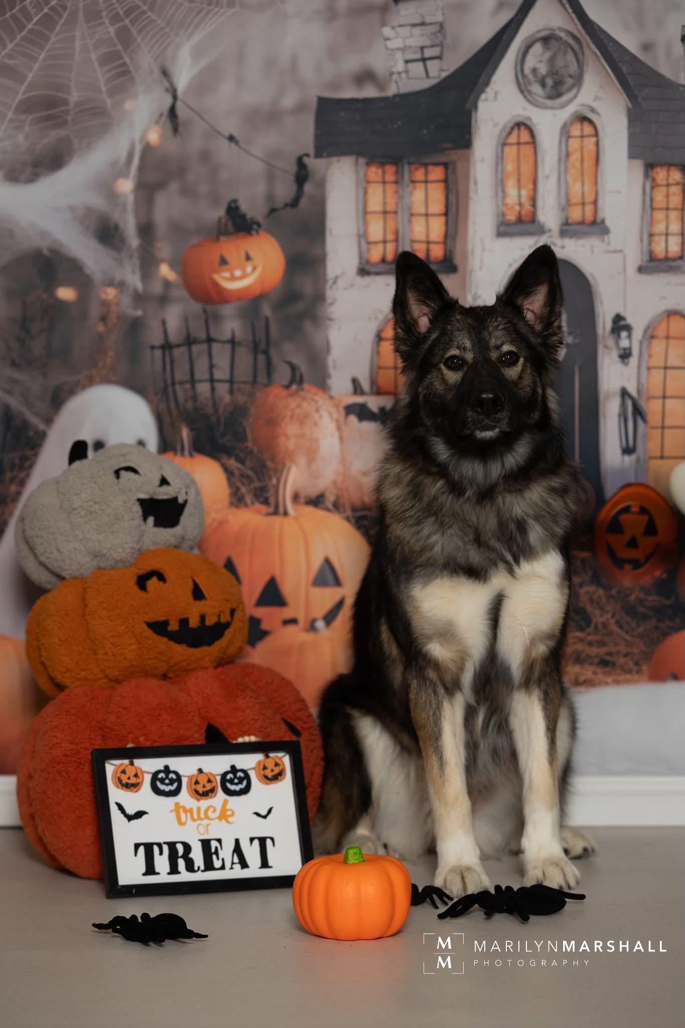 Enlarge Skylar, a Adoptable mixed breed in Hay River, NT image 4/5