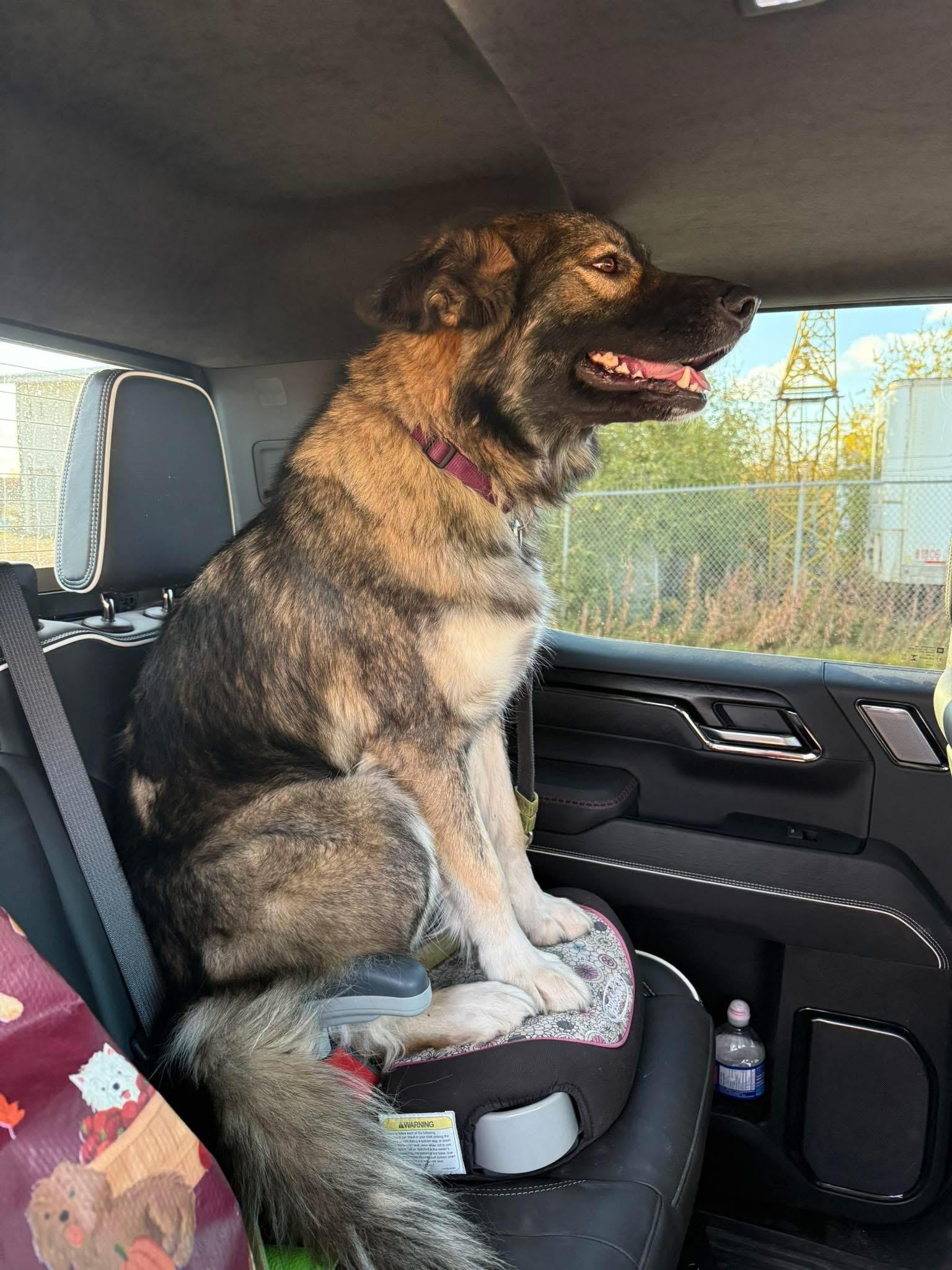 Enlarge Skylar, a Adoptable mixed breed in Hay River, NT image 5/5