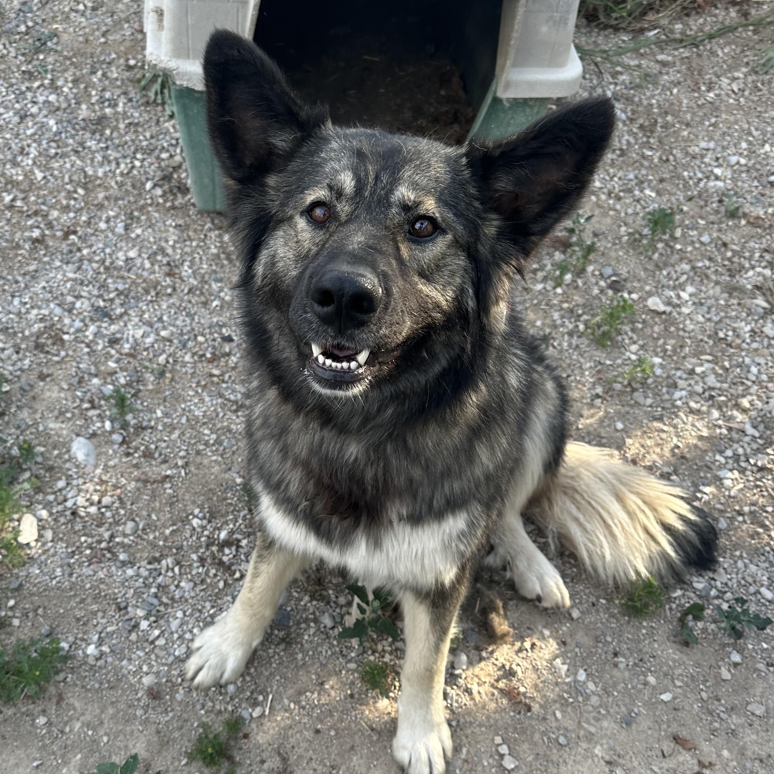 Enlarge Skylar, a Adoptable mixed breed in Hay River, NT image 2/5