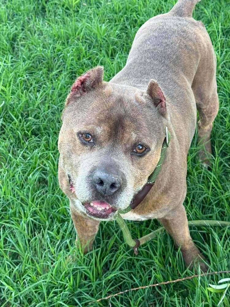 James, Adoptable, Senior Male Pit Bull Terrier.