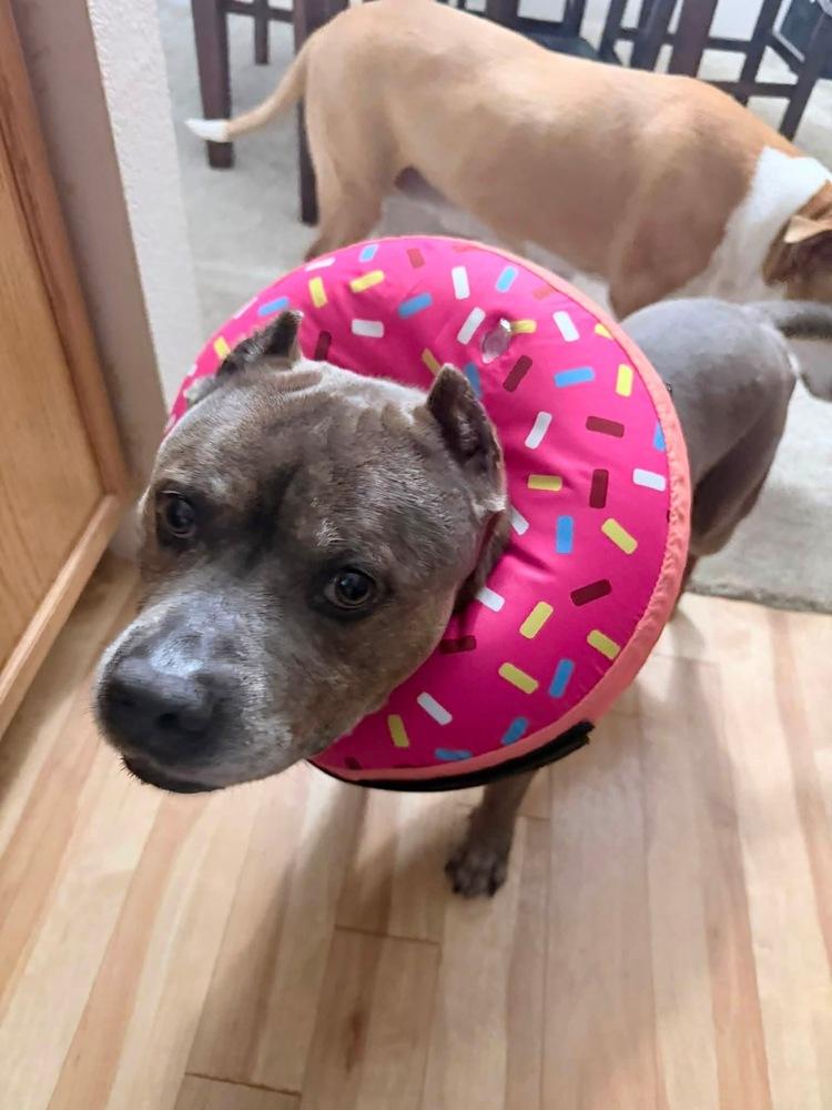 Enlarge James, a Adoptable mixed breed in Denver, CO image 2/5