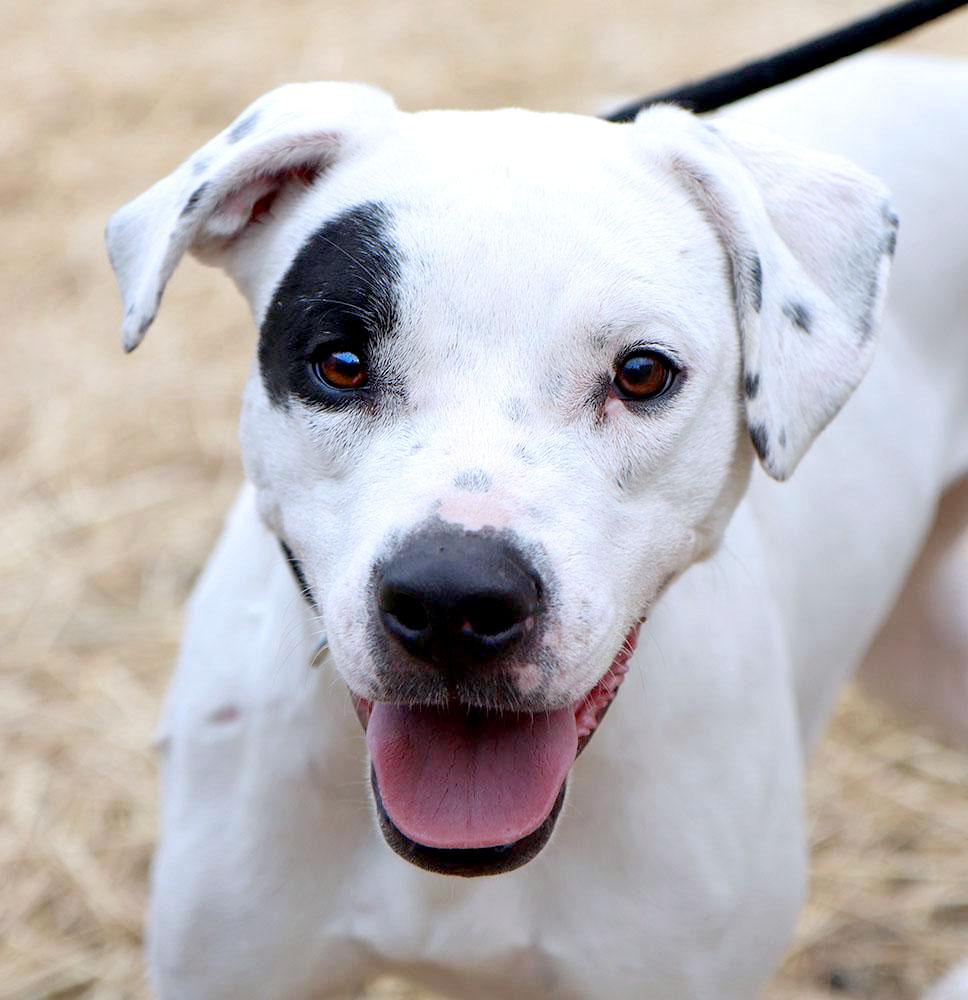 Elliot (AO35422), a ADOPTABLE mixed breed in Kansas City, KS image 1/4