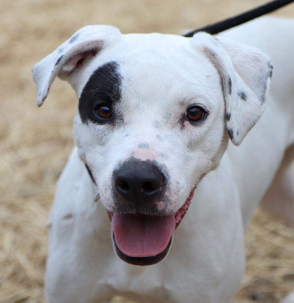 Elliot (AO35422), ADOPTABLE, Young Male Labrador Retriever & Mixed Breed.
