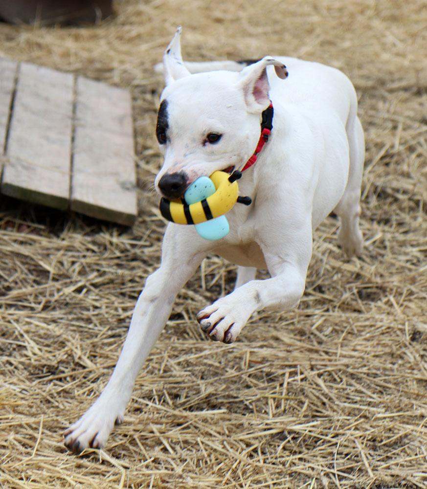 Enlarge Elliot (AO35422), a ADOPTABLE mixed breed in Kansas City, KS image 2/4