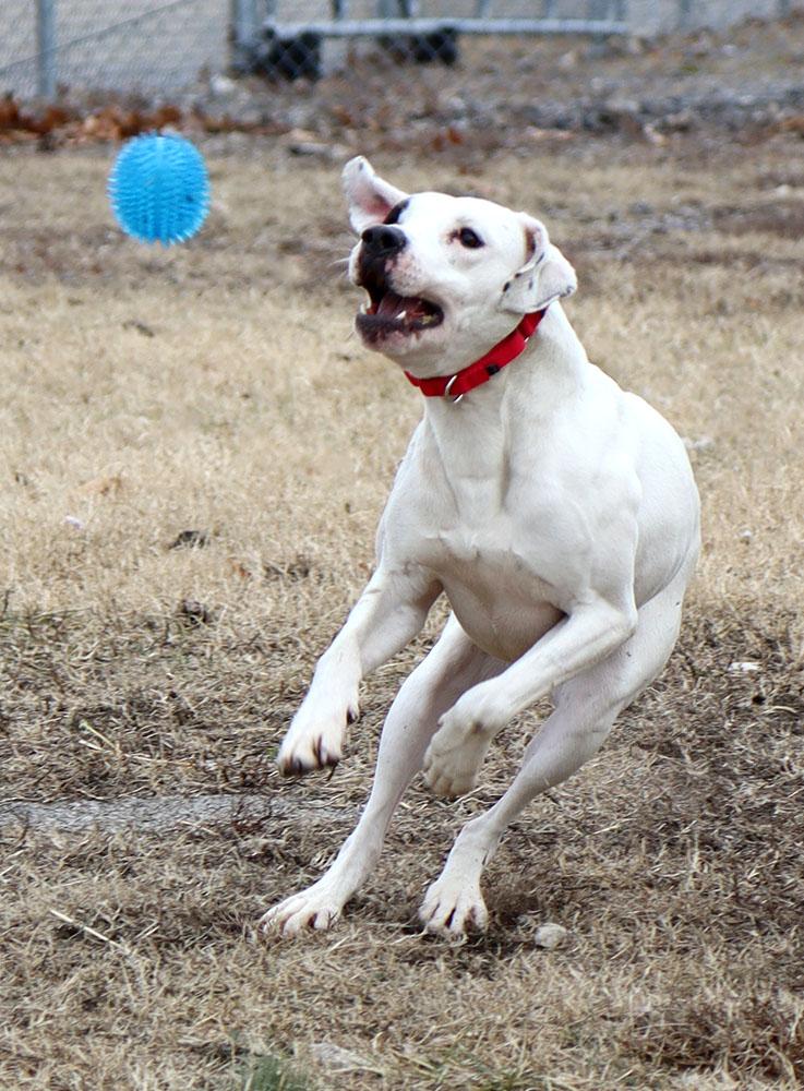 Enlarge Elliot (AO35422), a ADOPTABLE mixed breed in Kansas City, KS image 3/4