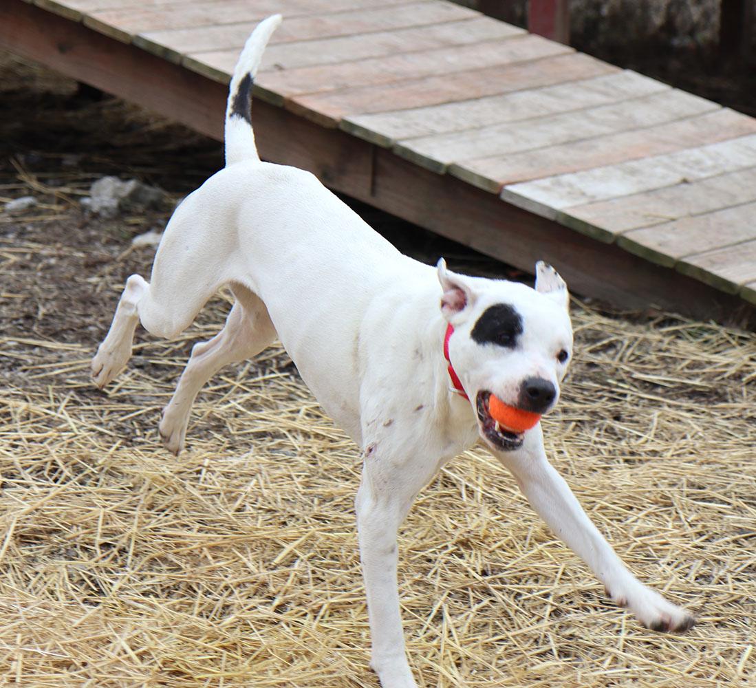 Enlarge Elliot (AO35422), a ADOPTABLE mixed breed in Kansas City, KS image 4/4