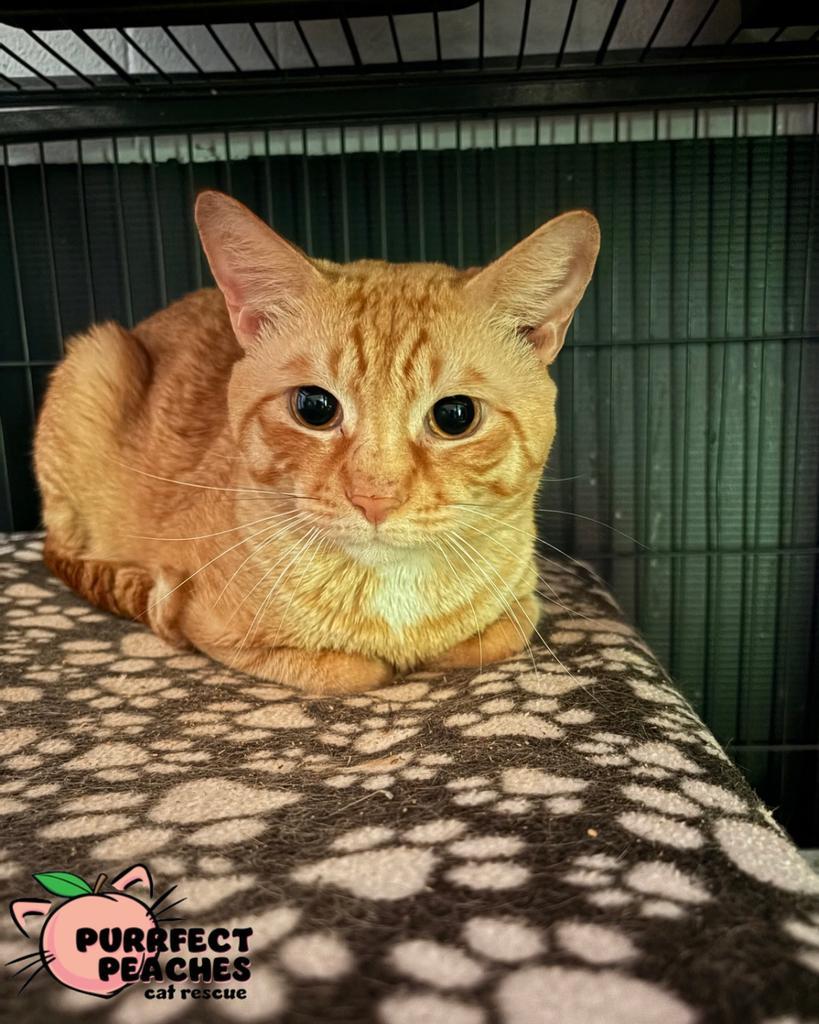 Tiggy, Adoptable, Young Male Domestic Short Hair.