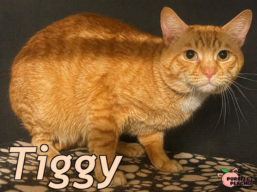 Enlarge Tiggy, a Adoptable mixed breed in Douglasville, GA image 3/3