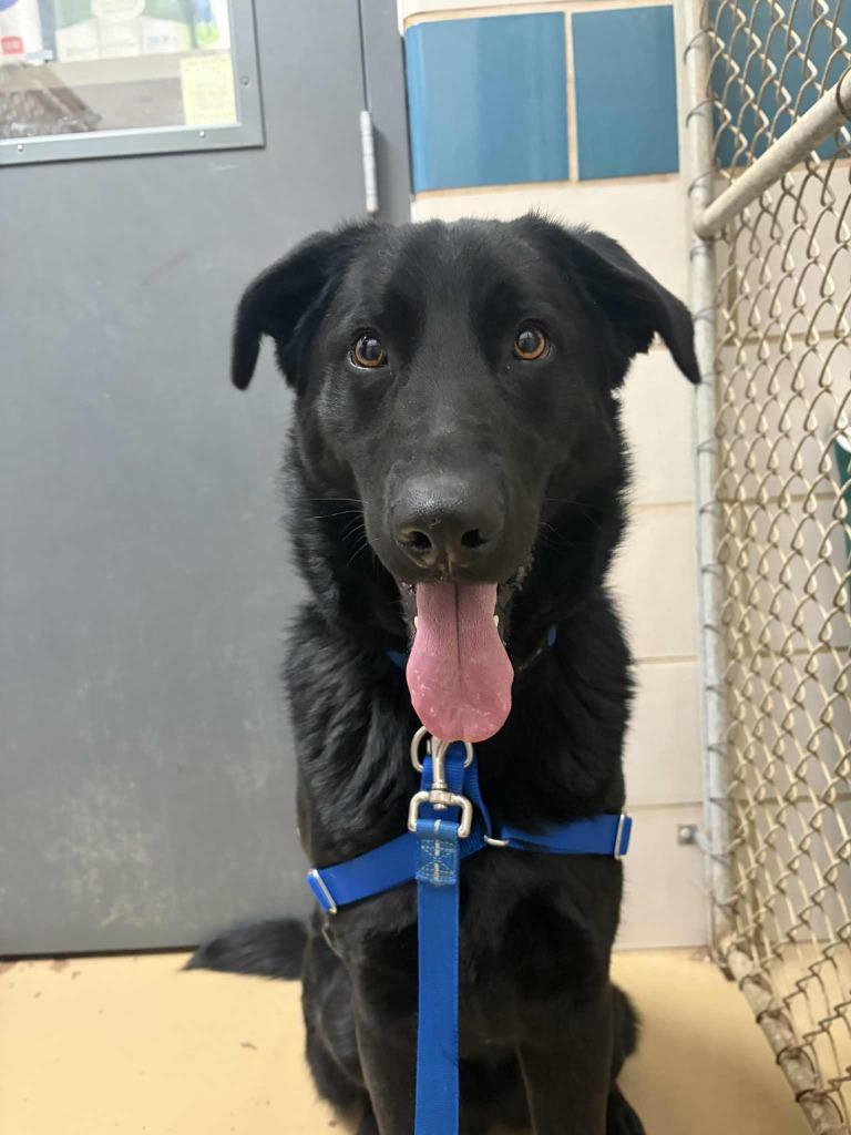 Ozzy, Adoptable, Young Male Labrador Retriever.